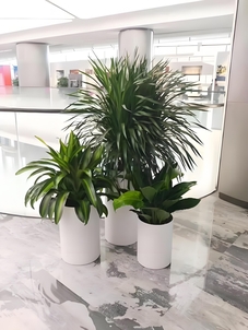 想美化空间？余姚花木出租等你来选